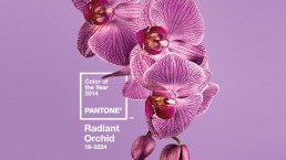 Pantone's Radiant Orchid color for 2014